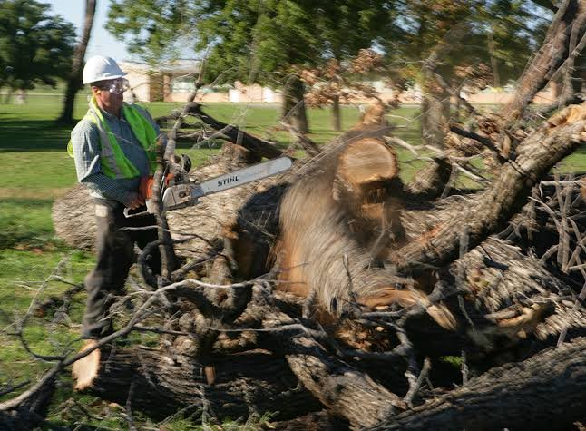 Emergency tree removal in St. Cloud